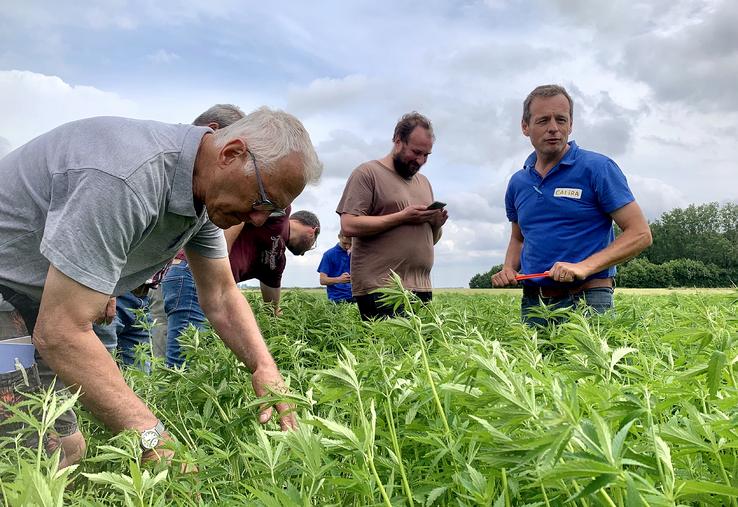 Environ 150 ha de chanvre sont cultivés cette année dans le Nord, le Pas-de-Calais, l’Oise et la Somme