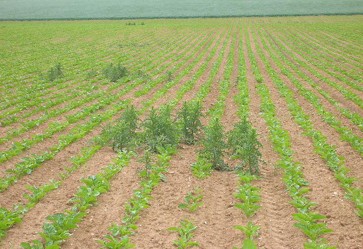 Une première étape de détection des chardons est nécessaire. 