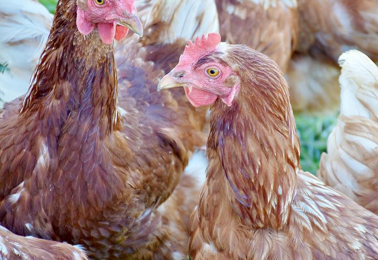 Preuve d’un changement aun sein de la filière œufs, les élevages plein air (23 %), les élevages au sol (20 %), biologiques (16 %) et Label rouge (6 %) constituent désormais l’essentiel de la production, mais la question  de l’ovosexage reste un sujet complexe.