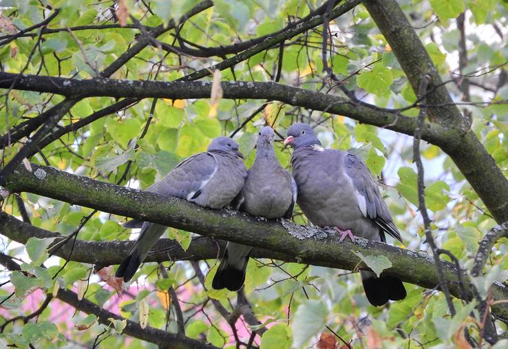 Un système d’effarouchement doit être posé avant le dépôt d’une demande  de régulation.