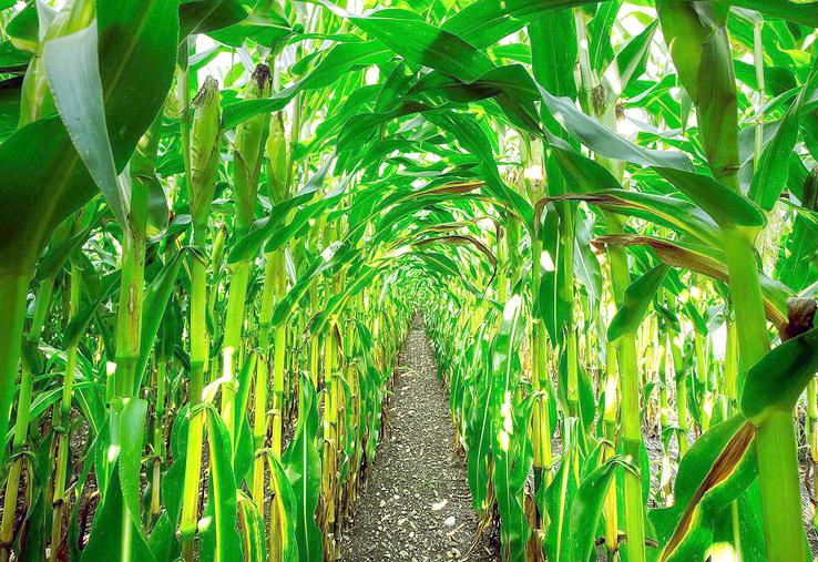 Comme la rotation des cultures inclut le couvert hivernal, la monoculture de maïs reste possible.