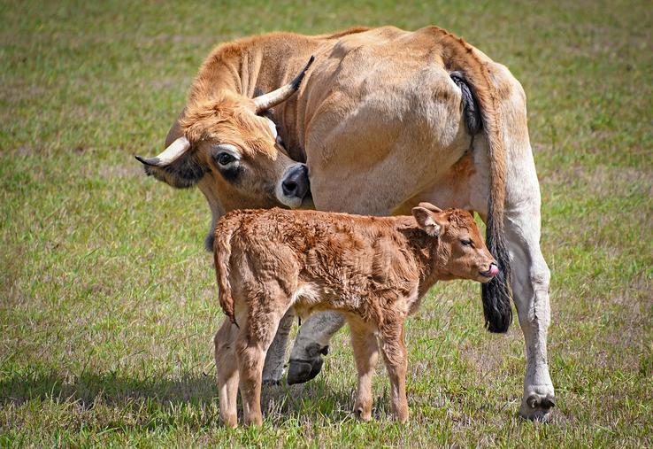 La réduction de l’IVV est un levier : gagner quinze jours pour un naisseur  engraisseur permet de réduire de 2,2 % l’empreinte carbone nette de l’atelier et d’augmenter la production de viande vive de 6 kgvv/UGB. 
