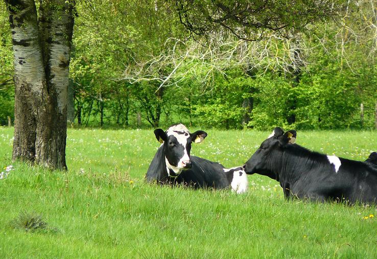 En région, une des conséquences du changement climatique sera la pousse de l’herbe stimulée au printemps et à l’automne, mais ralentie l’été. Le programme Climalait doit donner les clés aux éleveurs pour en tirer meilleur profit. 