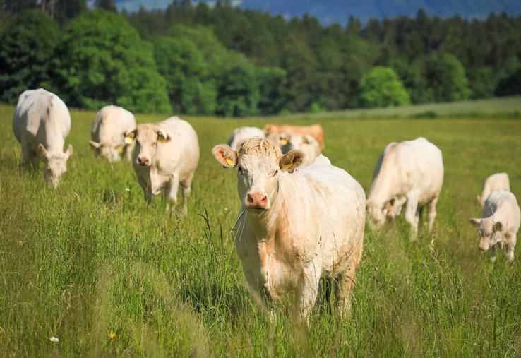 Selon l’Ademe, il faudrait manger moins de viande, mais faire progresser l’élevage local pour limiter l’impact environnemental de la région. 
