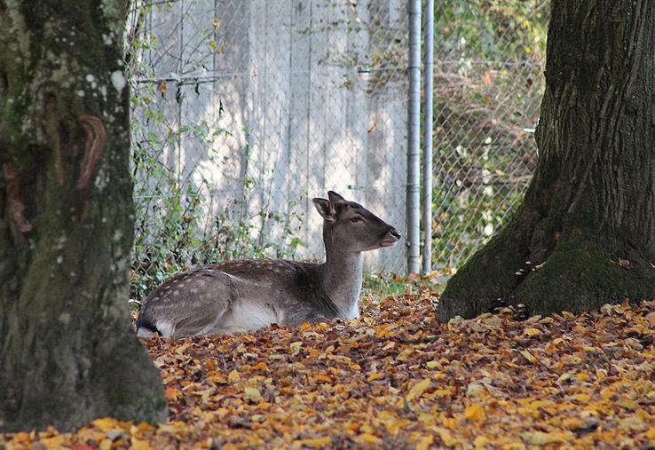 Au sein de la commission des affaires économiques du Sénat, on estimait que l’engrillagement «pose des problèmes de sécurité incendie et de sécurité sanitaire, empêche la libre circulation de la faune  et nuit au développement du tourisme rural». 