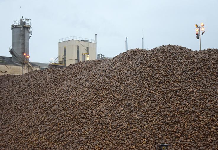 La féculerie de Vecquemont démarre avec une semaine de retard par rapport aux autres années. 