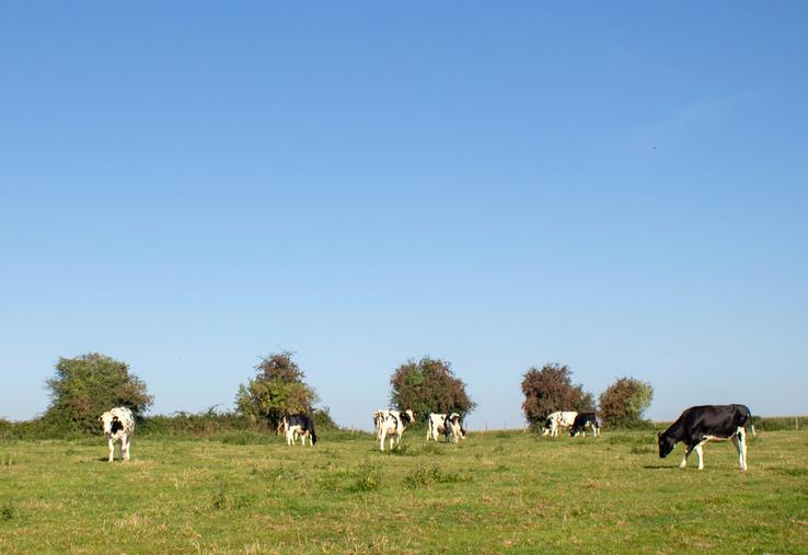 Avec 100 vaches laitières, 40 vaches allaitantes et des cultures, la charge de travail devient une préoccupation lorsque la main-d’œuvre familiale est moins disponible. Au Gaec Lardé Carouge, les discussions avec le technicien ont permis de révéler les problèmes et de trouver des solutions.
