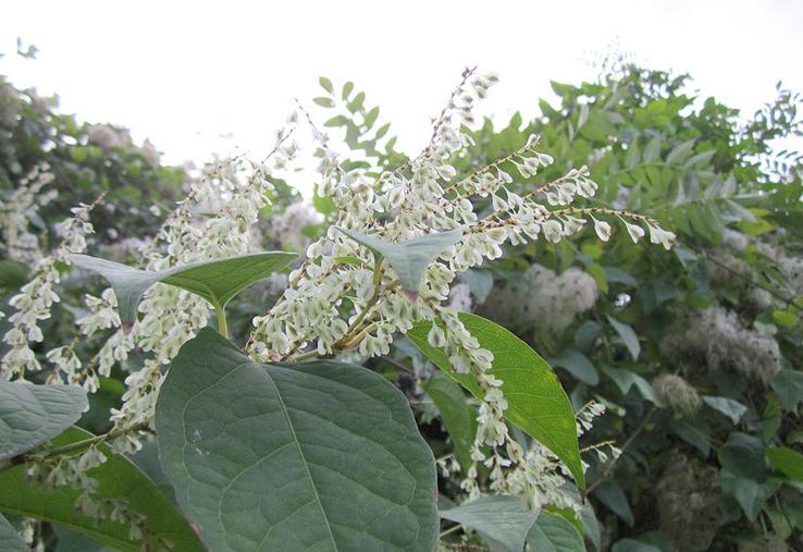 Plutôt jolie, la renouée du Japon est considérée comme l’une des cent pires plantes envahissantes sur la planète. Les Hauts-de-France ne sont pas épargnés. 