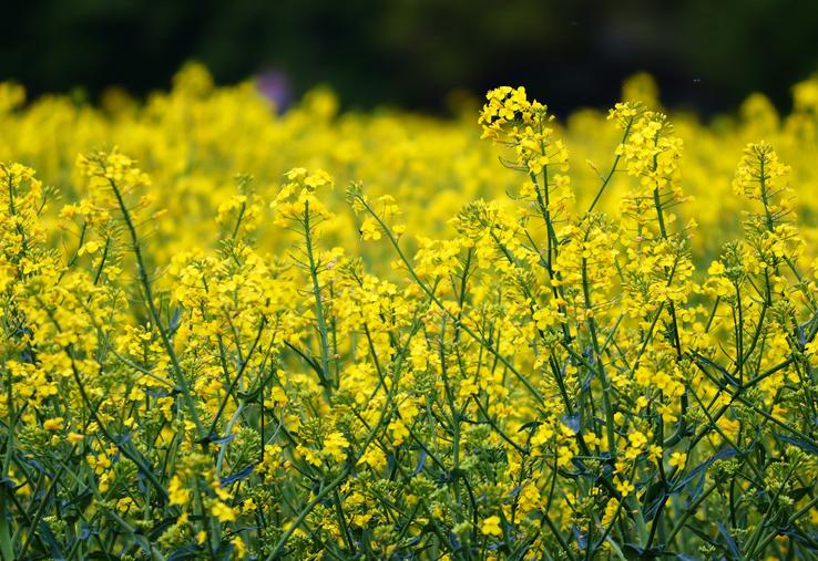 colza OGM faucheurs volontaires