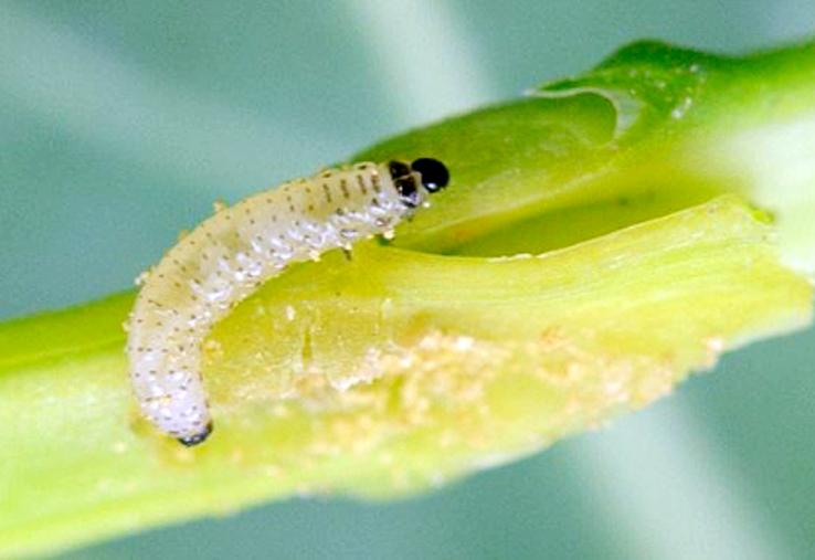 La méthode Berlèse permet de détecter et de dénombrer toutes les larves de grosses altises rapidement.