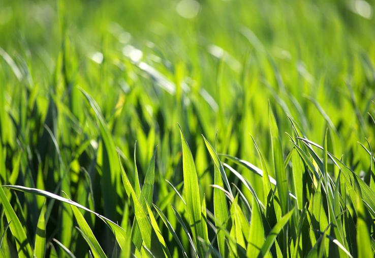 Les risques maladies et verse sont élevés, mais rien n’est encore joué. 