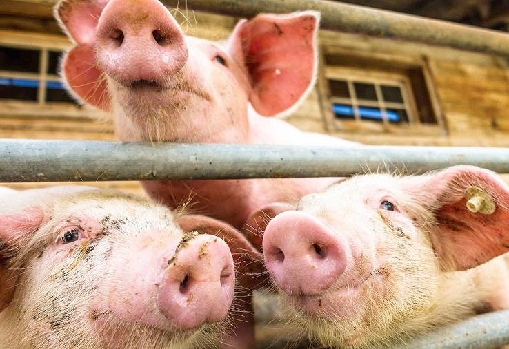Les eurodéputés souhaitent que l’élevage bovin reste en dehors du dispositif  et que le statu quo soit maintenu pour les exploitations porcines (plus de  2 000 porcs ou 750 truies), et les exploitations avicoles (plus de 40 000 volailles). 
