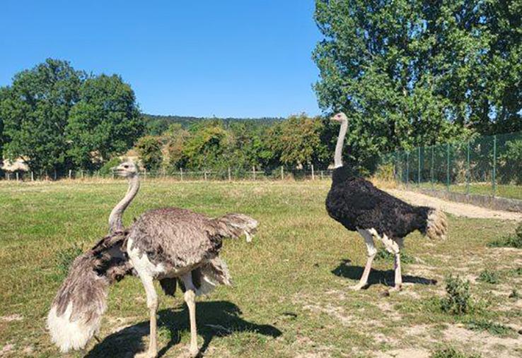 L’autruche mâle reproducteur vient de mourir, croqué par un renard. Les éleveurs espèrent pouvoir débuter la production prochainement. 