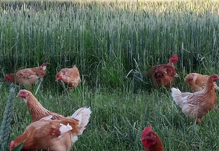 Céline et Guillaume Moïse élèvent des volailles de chair plein air. Ils ont fait le choix de races anciennes et rustiques, réputées pour leurs qualités gustatives. 
