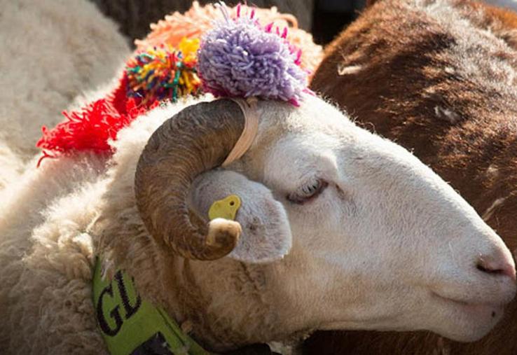Rendez-vous  le 6 mars à 13h  pour la première transhumance  béarnaise  à Paris, entre  l’Arc de Triomphe  et les Champs  Élysées.