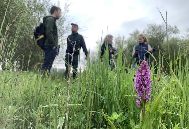 La Somme est un bastillon de préservation de l’orchis négligé. Elle s’épanouit dans le marais de Corbie grâce au pâturage des chevaux d’élevage.