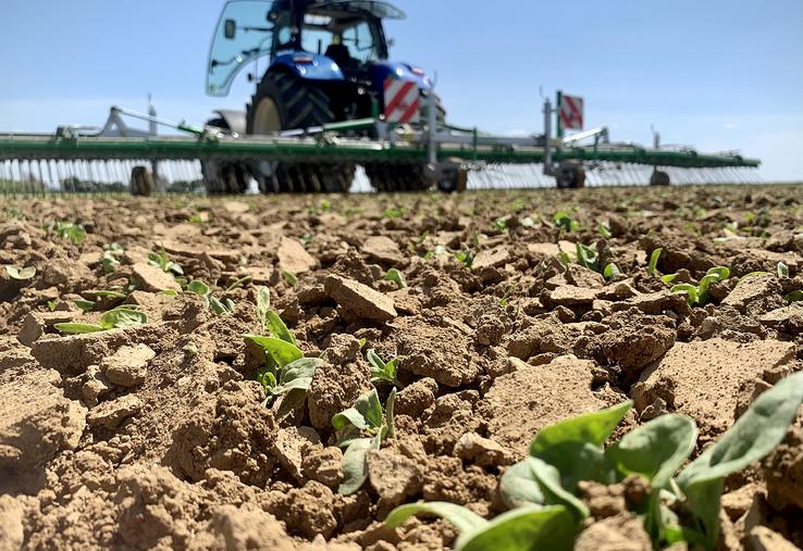 La herse travaille à environ 2 cm de profondeur, indépendamment des rangs de la culture, et permet  un désherbage sur toute la surface. 