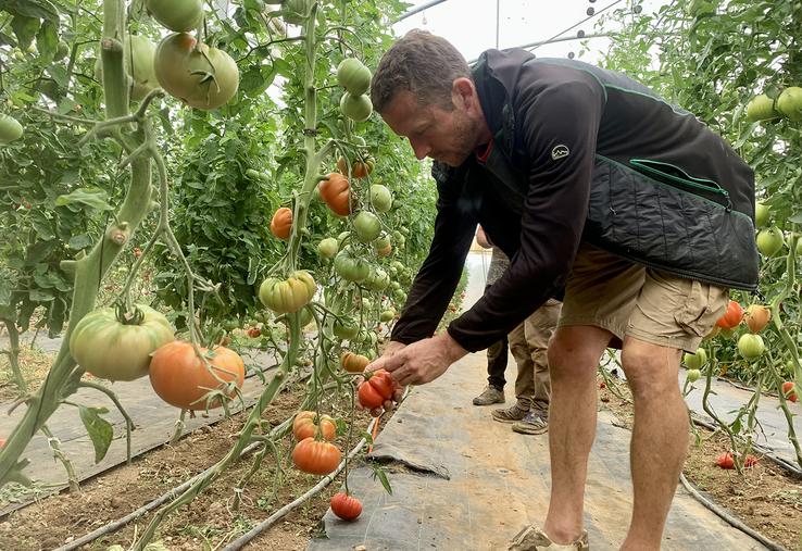 Chez Claire et Olivier Forobert, les tomates fertilisées au jus de luzerne sont celles qui ont fourni le meilleur rendement  en début de saison. 