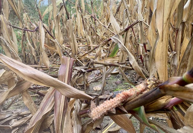 Les ragondins grimpent sur les tiges et prennent les pains de maïs pour les manger. 