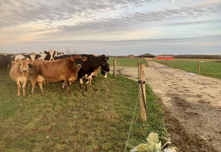 L’accès au pâturage est possible dès le 15 février et jusqu’en début d’hiver grâce à plus de 2 km de chemins aménagés. 