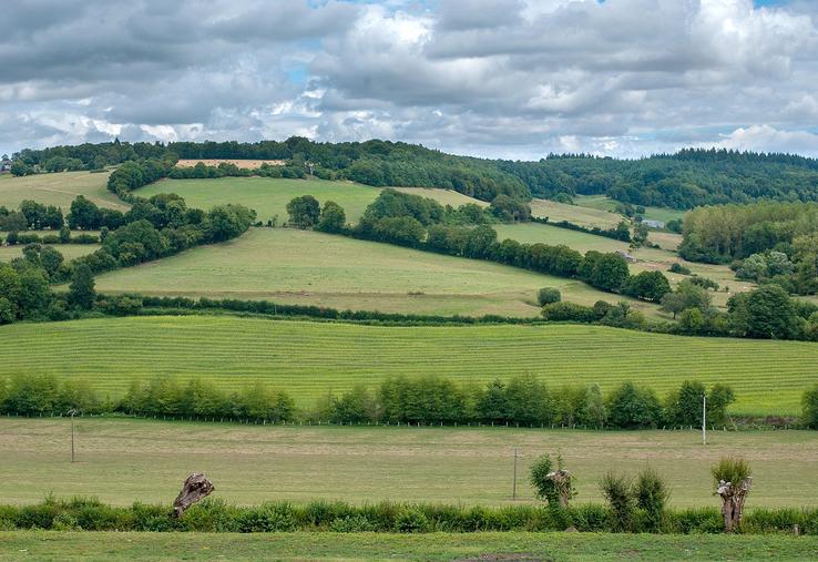 L’objectif de planter 50 000 km de haies d’ici 2030 «semble acté». 