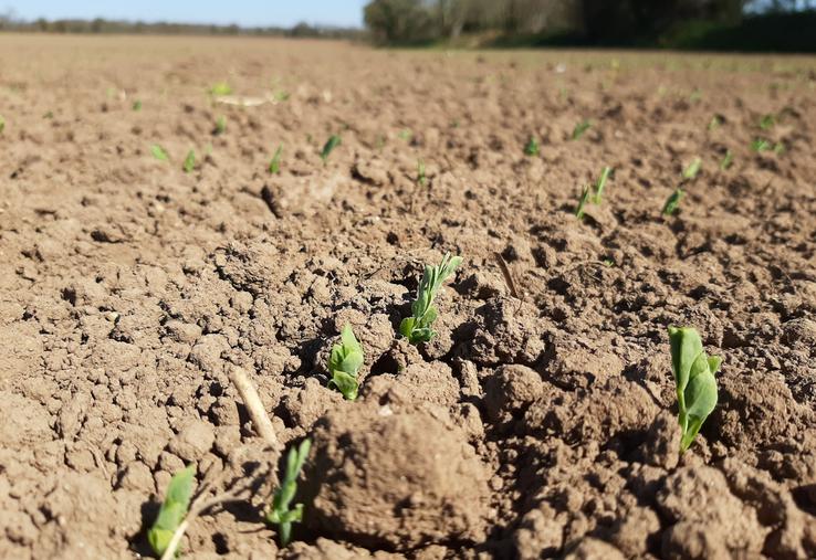 Le pois, comme la féverole, ont des potentiels élevés et réguliers pour des semis jusque fin décembre. 
