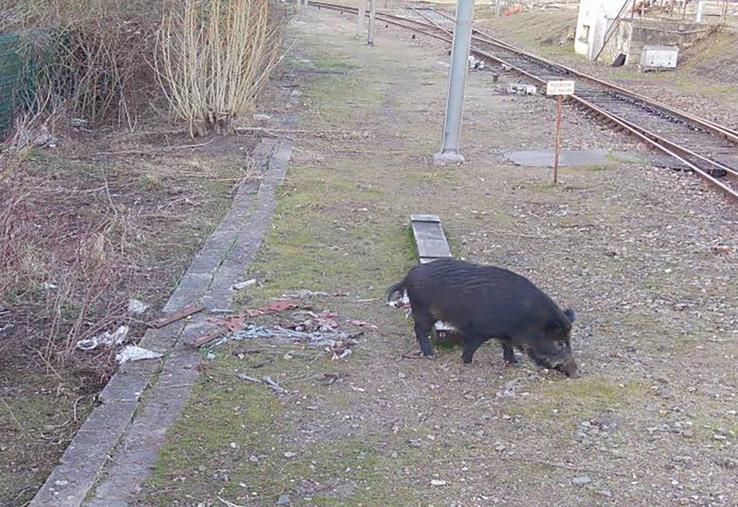 Le secteur de Picquigny et ses alentours est considéré comme un «point noir» en termes de dégâts et de présence  de sangliers ; lesquels n’hésitent pas à contourner les clôtures qui longent une partie de la ligne Amiens-Boulogne-sur-Mer pour se retrouver sur les rails. 