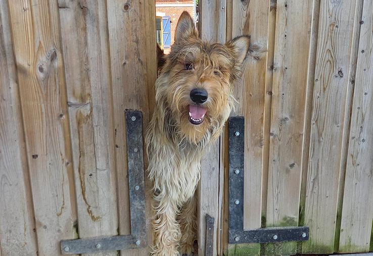 Rossi, le facétieux mâle berger de Picardie de l’élevage Pic d’Arlee. 