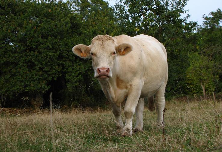 viande bovine blonde d'Aquitaine