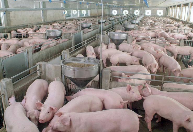 Le porc peut être un acteur de la valorisation de nombreux coproduits. 