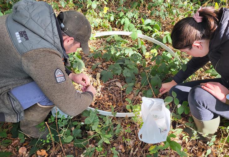 étude fruits forestiers et sangliers