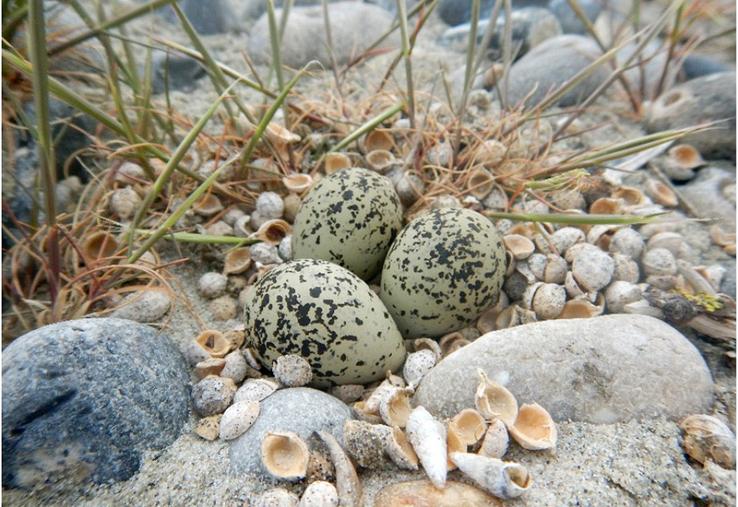 Ponte de Gravelot à collier interrompu à Cayeux-sur-Mer, au sein du Parc naturel marin des estuaires picards et de la mer d’Opale.