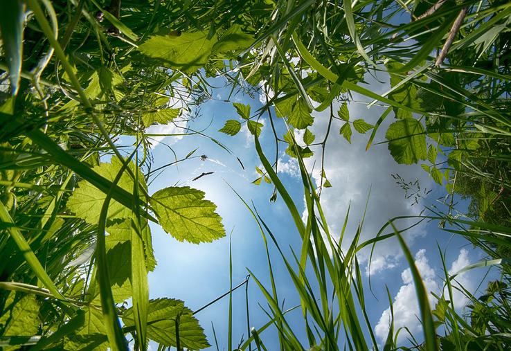 Un semis vers fin septembre puis une récolte au stade chute des étamines permettraient de maximiser la biomasse de la Cive, et donc son rendement en méthane par hectare. 