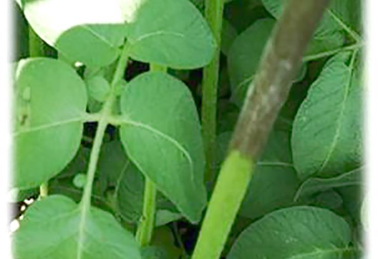 Le mildiou doit être rapidement maîtrisé pour éviter des pertes de rendement importantes.