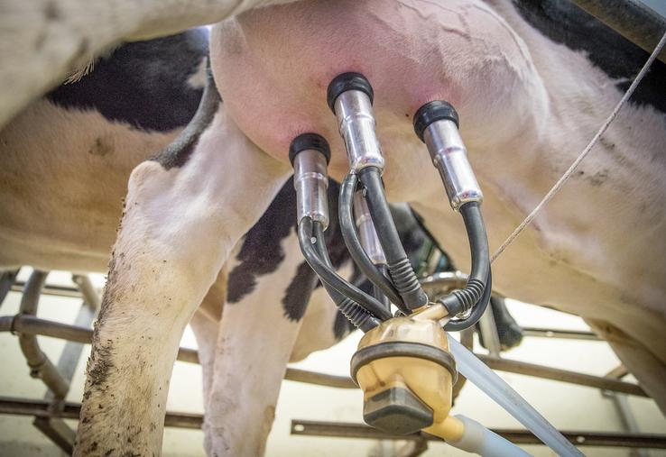 La production laitière brute est 10 % supérieure dans la Somme par rapport à la moyenne nationale. 