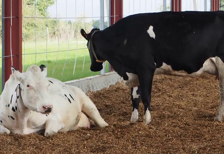 Le miscanthus est une des alternatives présentées. 