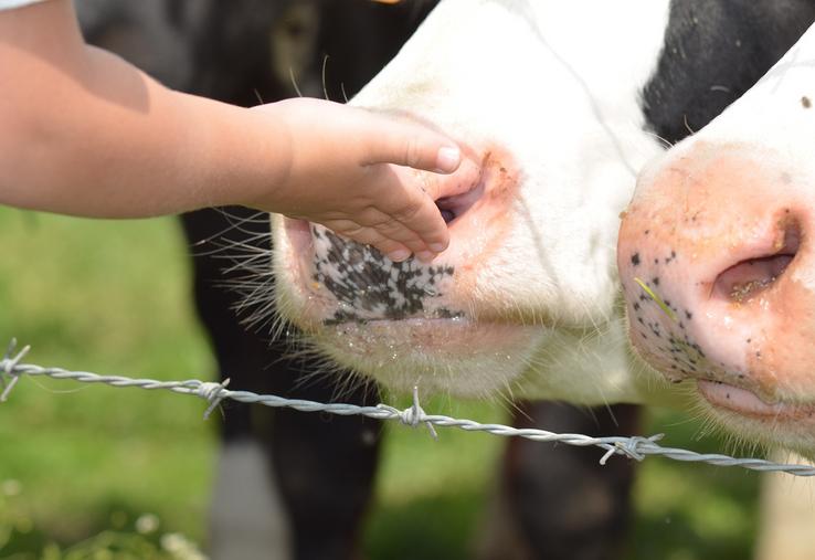 Deux ans après sa promulgation, la Loi Egalim ne satisfait pas non plus les producteurs de lait qui continuent  de demander des prix rémunérateurs.