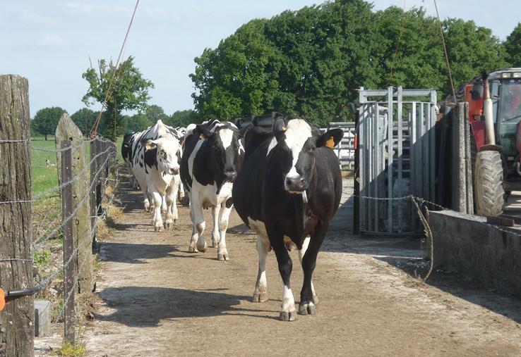Tout ce qui modifie la routine de la vache peut entraîner un stress.