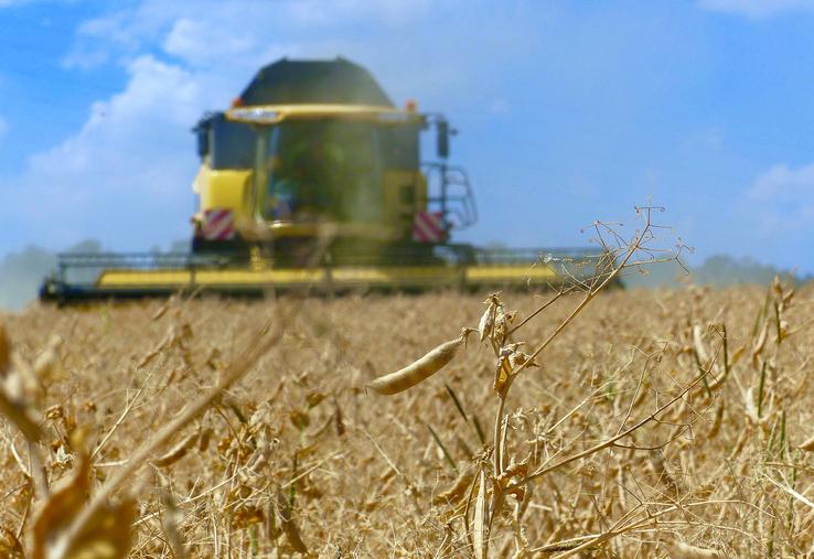 Les pois d’hiver comme de printemps sont la bonne surprise, avec des parcelles  à 60 qx/ha