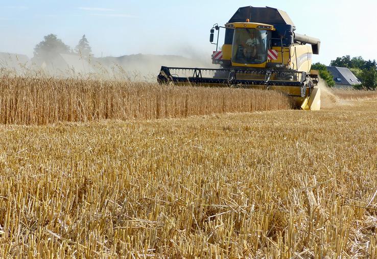 Compte de tenu de la hausse des charges et d'une valorisation moyenne pour les céréales, les exploitations spécialisées  dans cette production sont celles qui souffrent le plus en 2023.