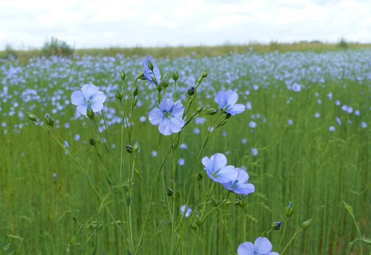 Les surfaces de lin d’hiver augmentent chaque année. 