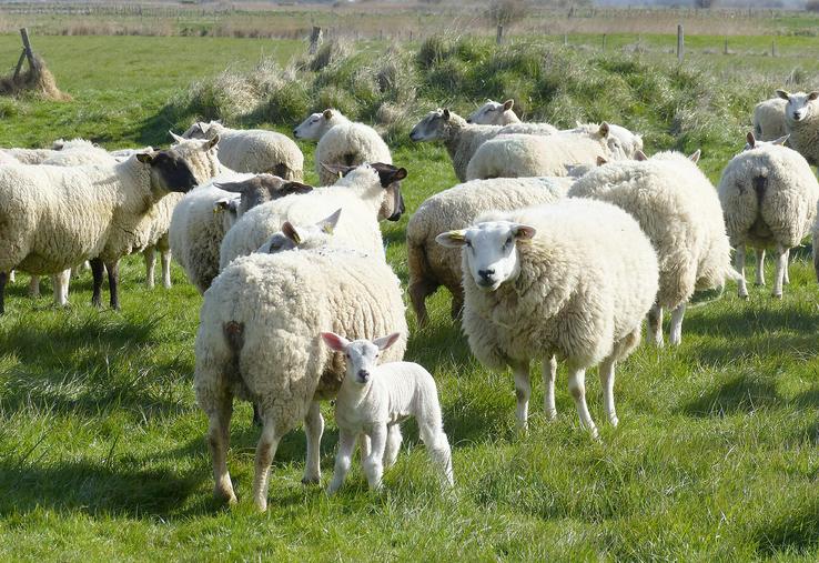 Cette Bêêêlle journée est l’occasion de lancer officiellement la nouvelle marque portée par l’association : l’Agneau a la cote. 