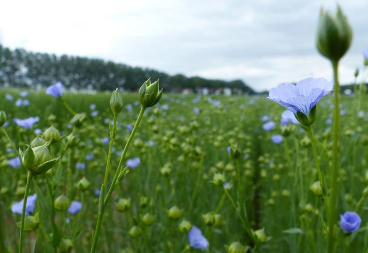 Pour la récolte 2022, un rendement moyen de 5,2 t de paille par hectare  est estimé, avec encore une fois de fortes disparités, allant de 3,2 à 8,2 t/ha selon les parcelles.