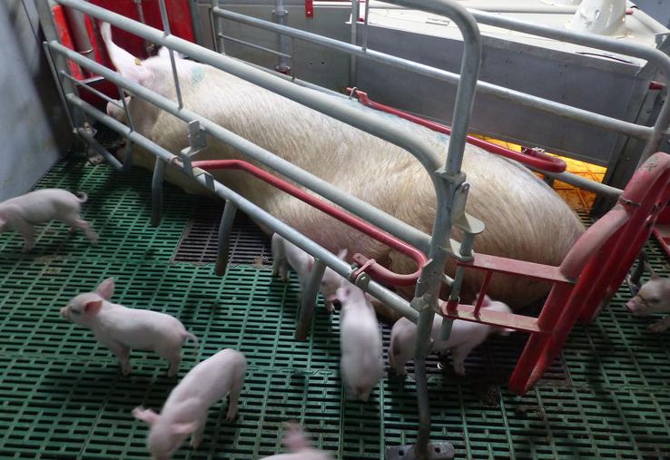 La généralisation des cages maternité liberté représenterait un investissement de 900 M€ pour 200 000 places.