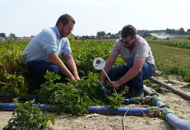 Les essais du Groupe Carré apportent des références pour une utilisation optimale de la micro-irrigation et de la fertigation. 
