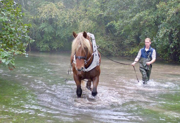 La déconcrétion du fond de la rivière consiste à remobiliser les cailloux et gravillons piégés en-dessous d’une croûte calcaire, pour permettre aux truites d’y pondre leurs œufs. La traction animale est la méthode la plus efficace pour cela. 