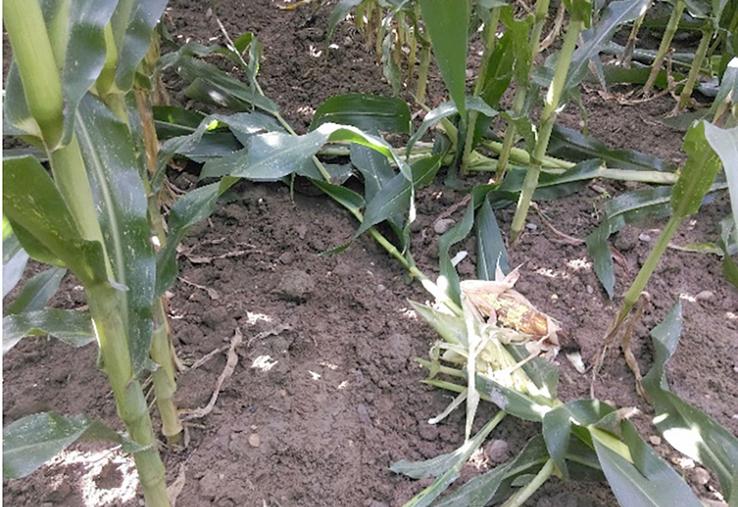 Face à l’augmentation des attaques de sangliers, les agriculteurs ont recours  à différentes solutions, comme l’a montré notre enquête conduite en 2019. 