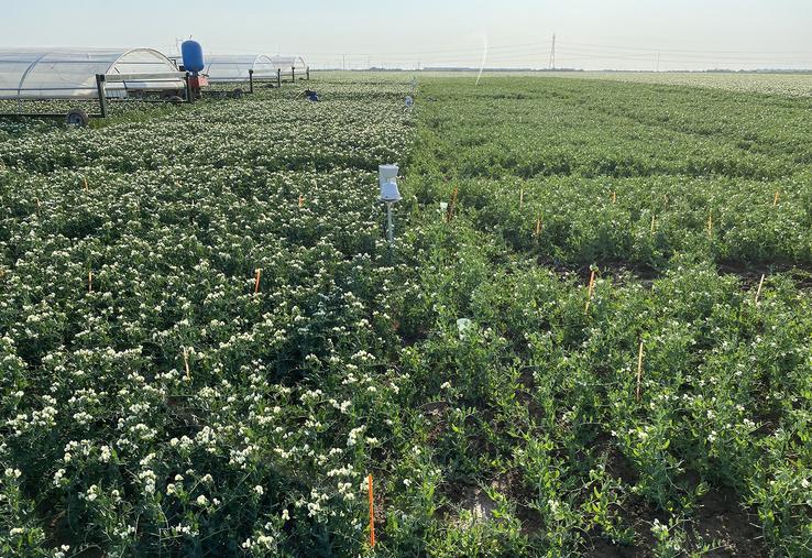 Plateforme d’essai à Berny-en-Santerre : deux variétés testées. 