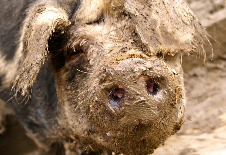 Cochon dans la merde