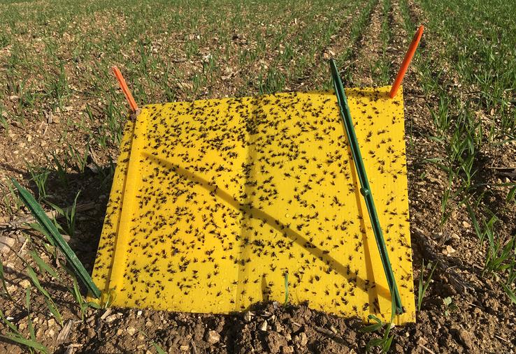 L’observation en parcelle est un des leviers. Les conseillers de la Chambre d’agriculture de la Somme réalisent un réseau de piégeage des pucerons à l’automne. 